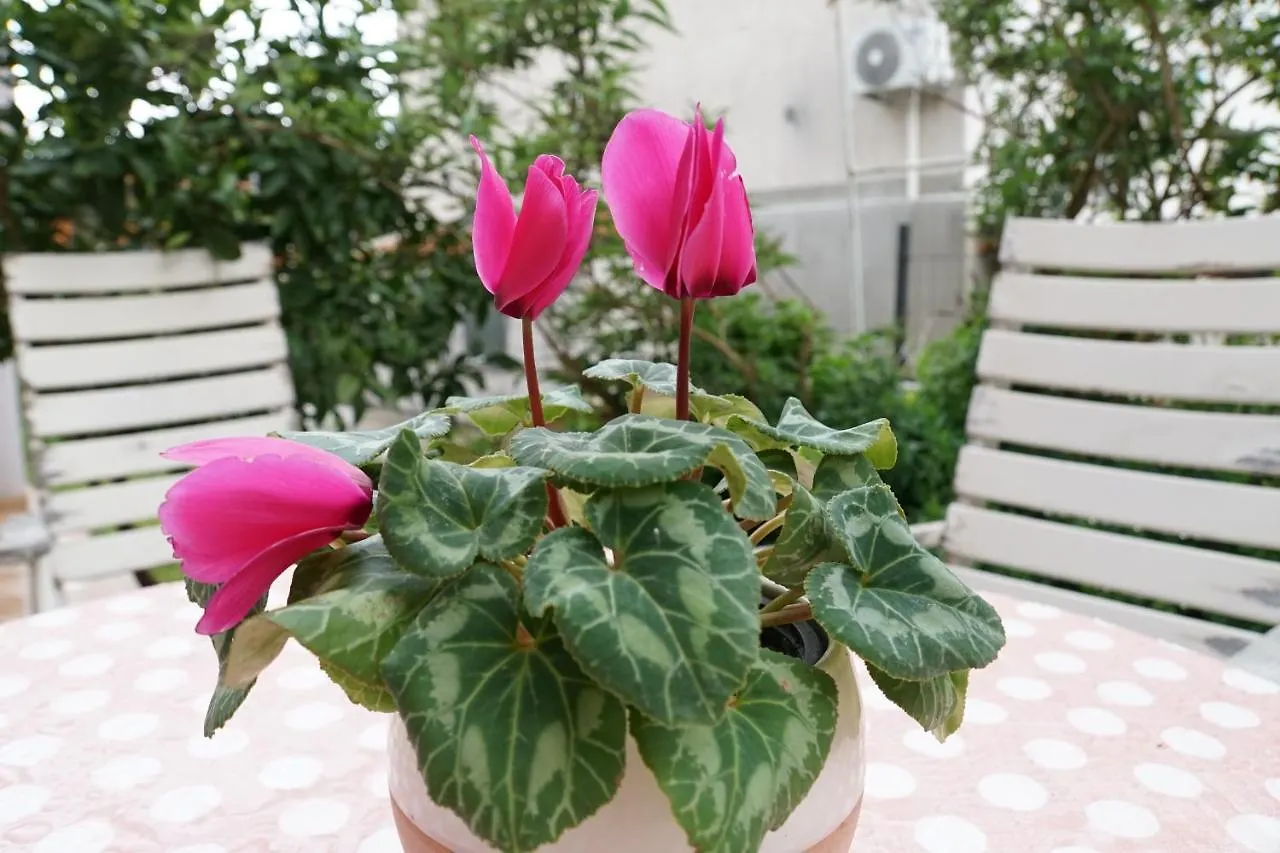 Apartment Flora Pula