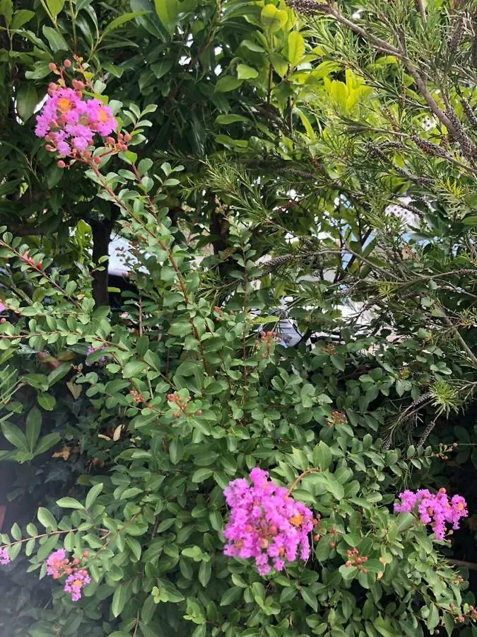 Apartment Flora Pula